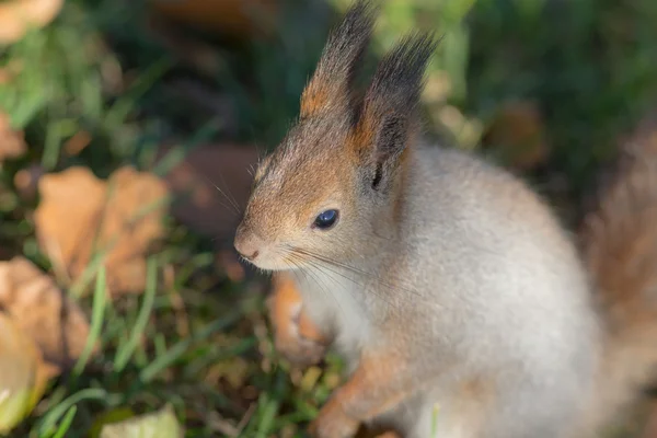 Porträt aus nächster Nähe — Stockfoto