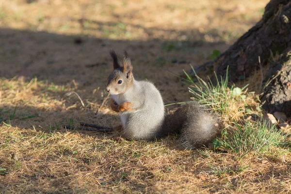 Squirrel  under the tree — Stock Photo, Image