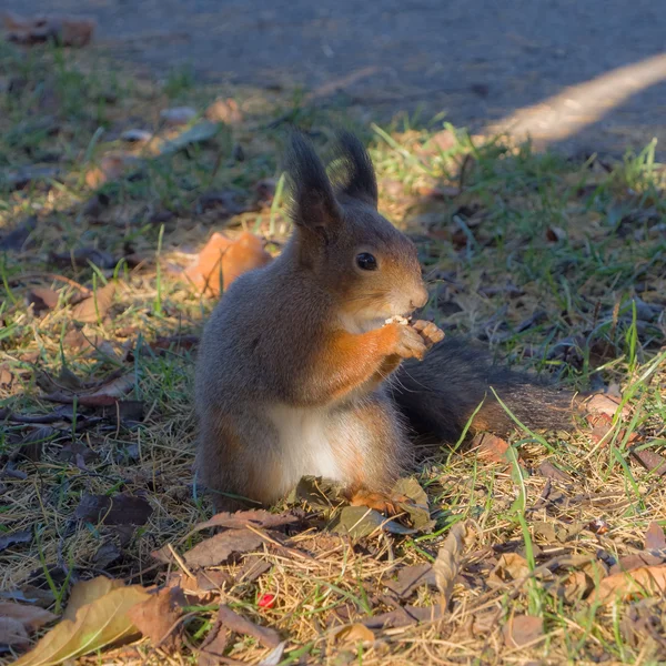 Esquilo come uma noz — Fotografia de Stock