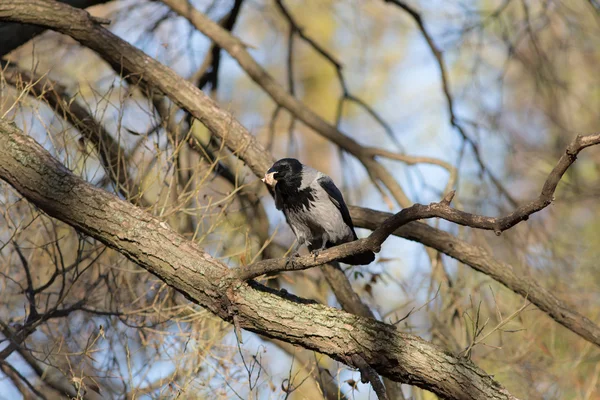 Kraai op een boom — Stockfoto