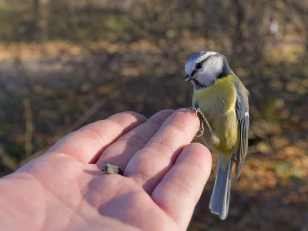 Curious blue tit — Stock Photo, Image