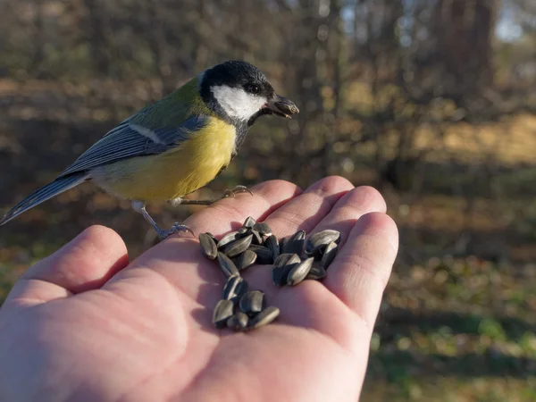 Tit eating seeds — Stock Photo, Image