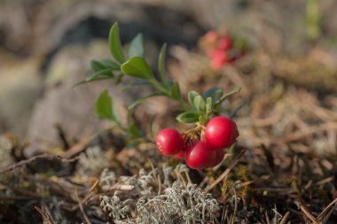İsveç kirazı bush