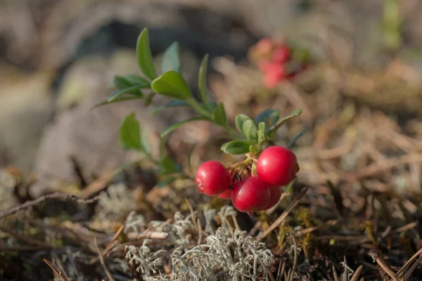 Vörösáfonya bush — Stock Fotó