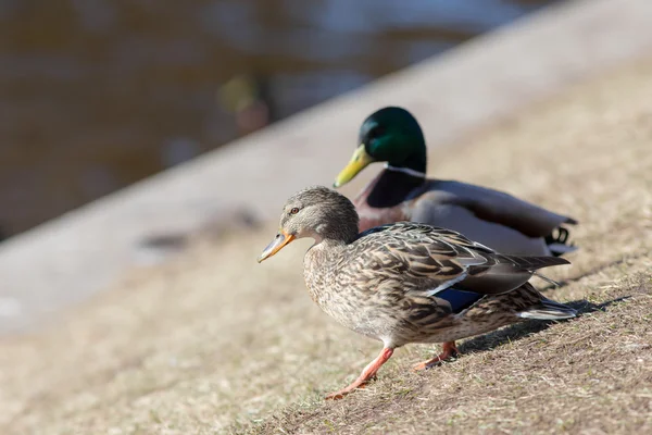 Twee eenden — Stockfoto