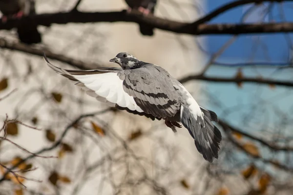 Latające gołębie zbliżenie — Zdjęcie stockowe