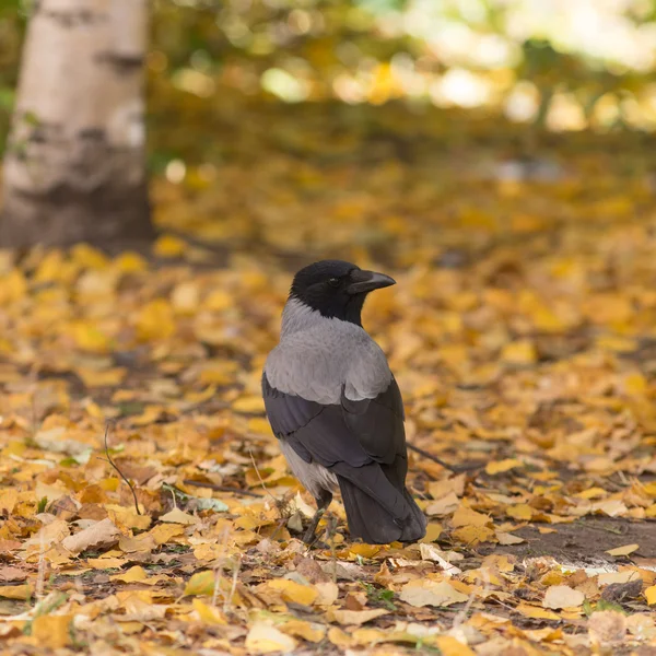 Любопытная ворона — стоковое фото