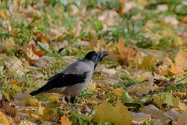 Crow closeup in autumn — Stock Photo, Image