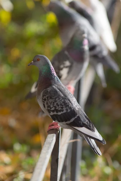 Flock a galambok — Stock Fotó