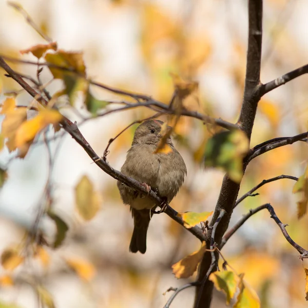 Nieuwsgierig sparrow — Stockfoto