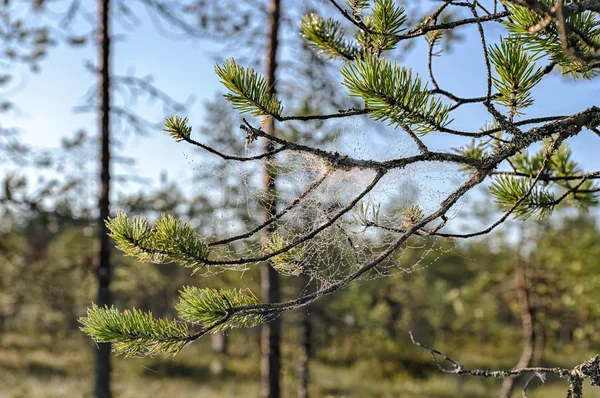 Rugiada mattutina su ramo di pino — Foto Stock
