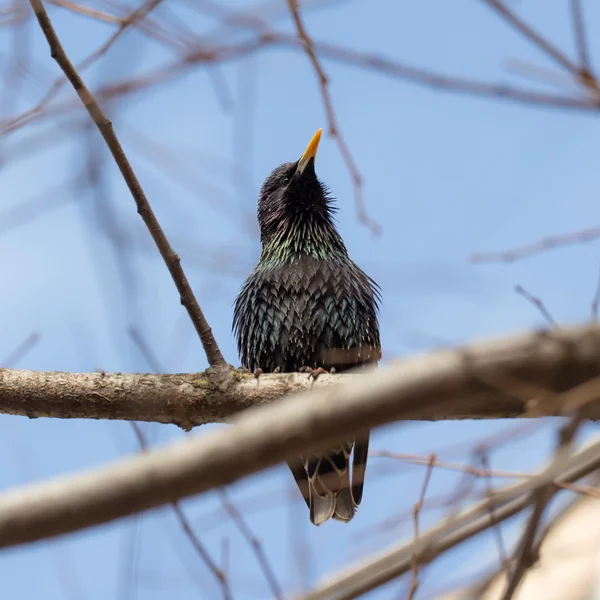 Starling on a tree branch — Stock Photo, Image