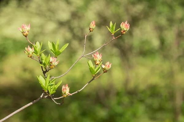 Rhododendron στο προσκήνιο — Φωτογραφία Αρχείου