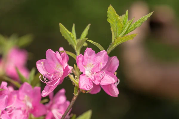 Kvetoucí rododendron zblízka — Stock fotografie