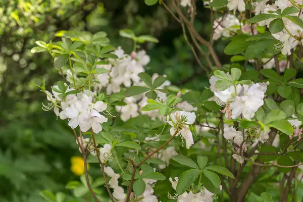 Rododendro bianco-rosa — Foto Stock