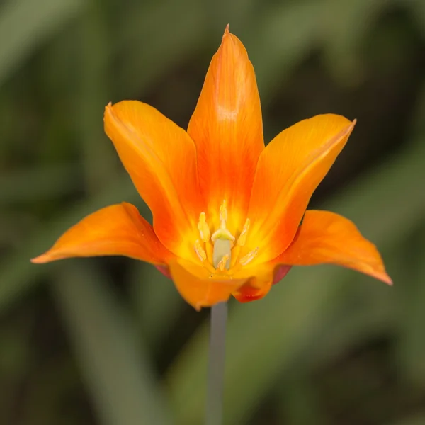 Tulipano da vicino — Foto Stock