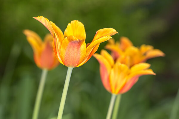 Желто-оранжевые тюльпаны
