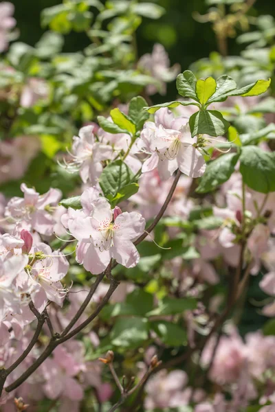 Primavera rosa — Fotografia de Stock