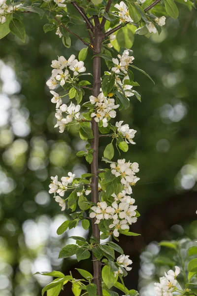 Větev stromu jablko na jaře — Stock fotografie