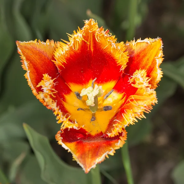 Tulipano rosso e giallo — Foto Stock