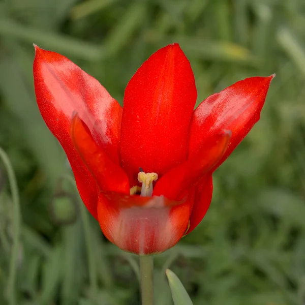 Tulipano rosso — Foto Stock