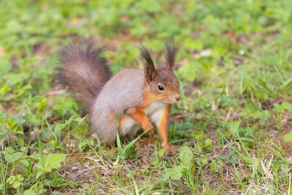 Esquilo na primavera — Fotografia de Stock