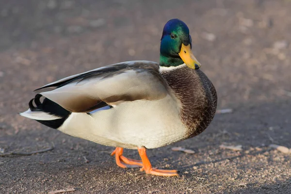 Ente aus nächster Nähe — Stockfoto