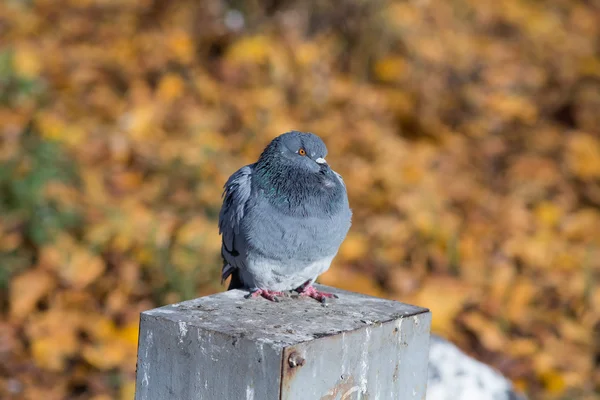 在秋天的鸽子 — 图库照片