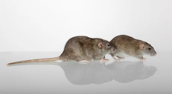 Två bruna hembiträde råtta — Stockfoto
