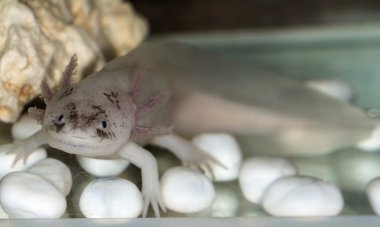 Axolotl!