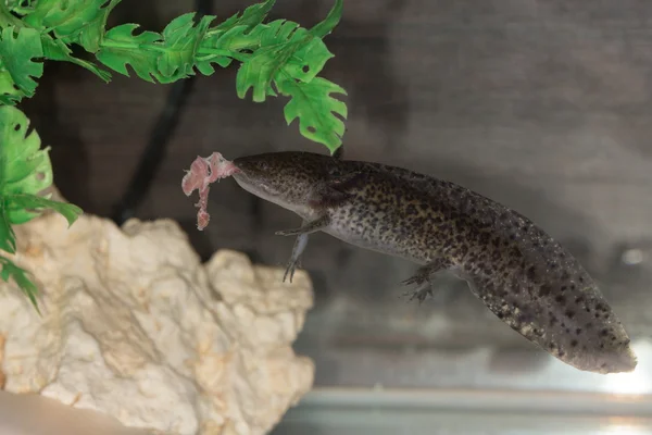 Axolotl isst Fleisch — Stockfoto