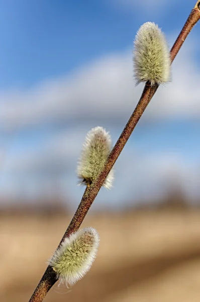 Ramo de salgueiro início da primavera — Fotografia de Stock