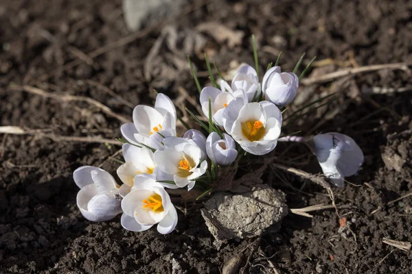 Azafrán blanco de primavera — Foto de Stock