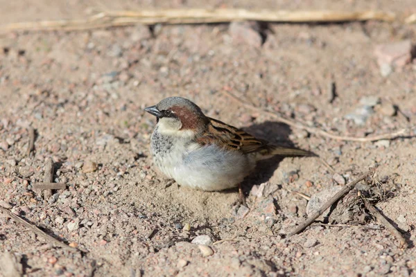 Sparrow on the sand — Stock Photo, Image
