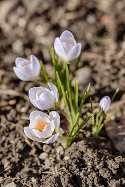 Azafrán de cerca en primavera — Foto de Stock