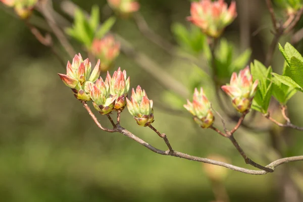 Rhododendronzweig — Stockfoto