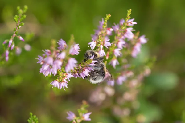 Abejorros abejorros en un brezo en flor — Foto de Stock