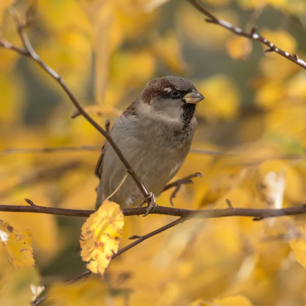 Gorrión de otoño clodeup —  Fotos de Stock