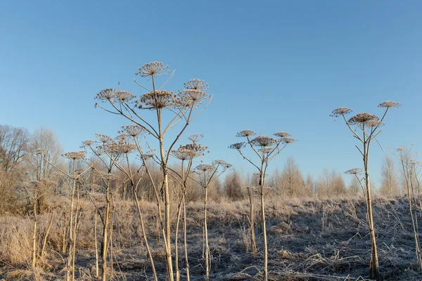 Panais de vache dans le givre — Photo