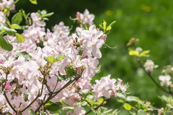 Rhododendron in spring garden — Stock Photo, Image