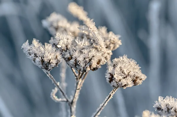 Hoarfrost close-up — Fotografia de Stock