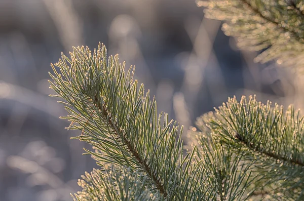 Branch of a pine — Stock Photo, Image