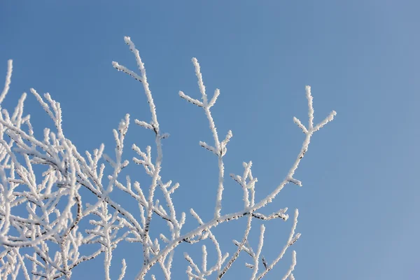Resumen de invierno — Foto de Stock