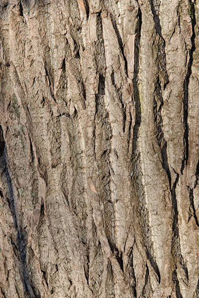 Ağaç kabuğu portre — Stok fotoğraf