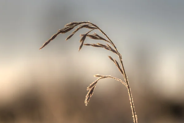 Grass in hoarfrost closeup — Stock Photo, Image