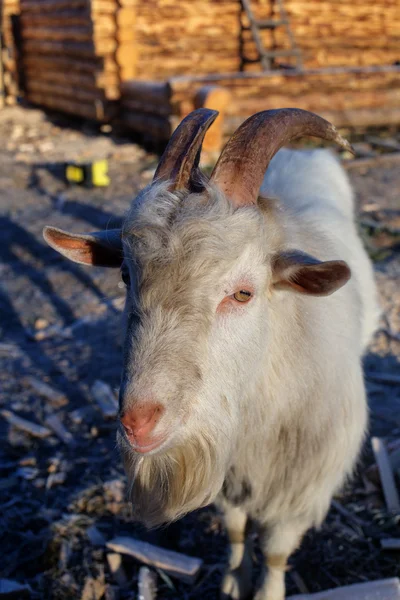 Avluda beyaz keçi — Stok fotoğraf