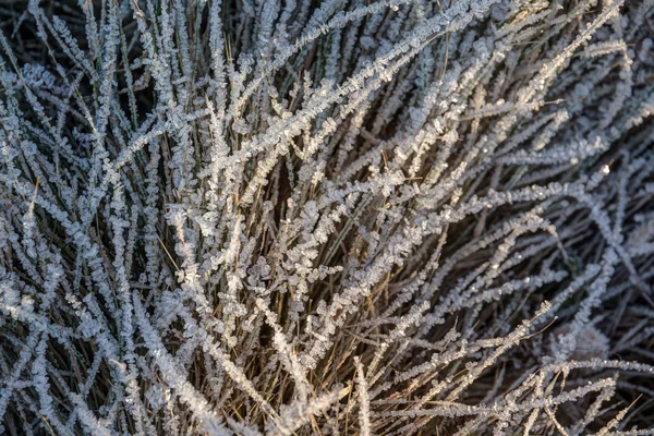 Rimfrosten på gräs närbild — Stockfoto