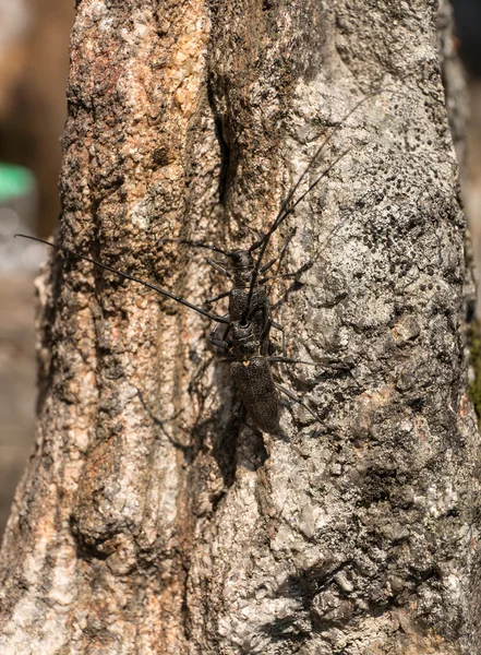 Iki siyah böceği — Stok fotoğraf