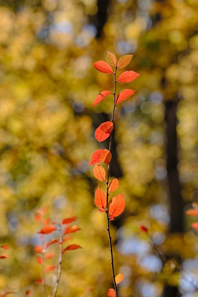 Herbstrotes Laub — Stockfoto