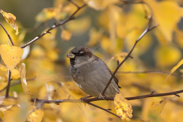 Sparrow fechar — Fotografia de Stock